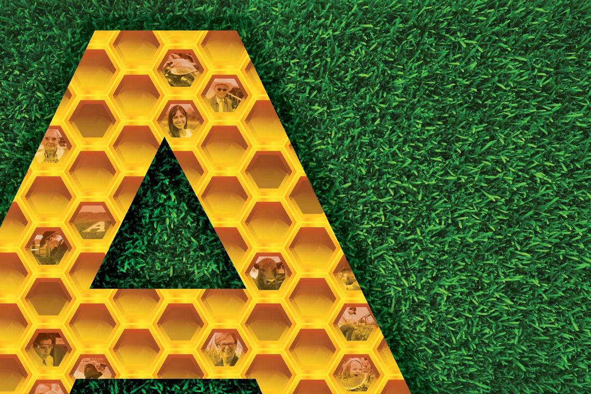 Illustration of the A made of honeycombs and agricultural photos on a grass background