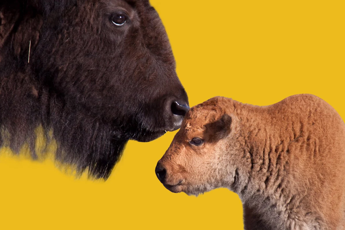 Adult and child bison touching nose to head