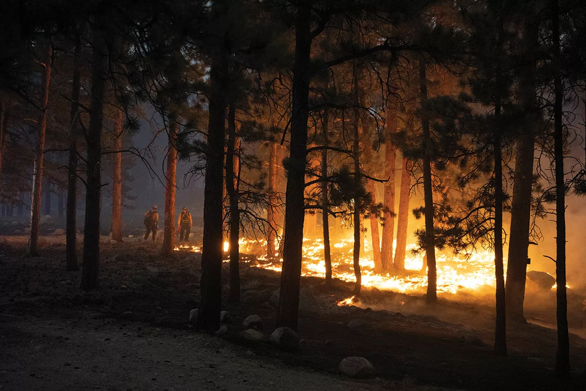 Firefighters fighting a forest fire