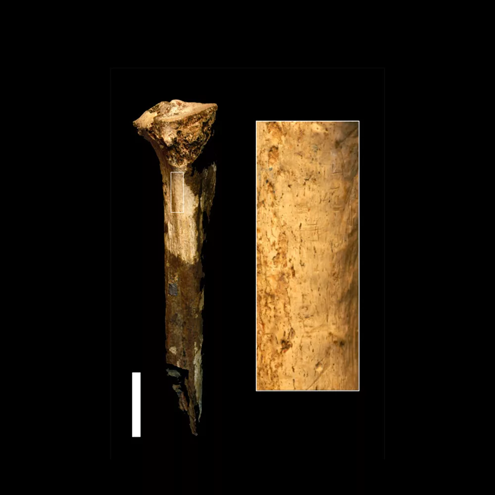 Ancient bone and closeup of marks